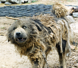 Tibetaanse waakhond Tibetaanse waakhond